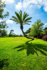 The huge palm tree casts a shadow