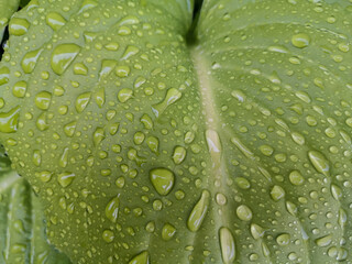 Natural background. Drops on leaf. 