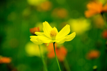 Blooming yellow Mexican Aster with bokeh background in the morning sunrise.