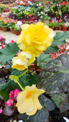 red and yellow tulips