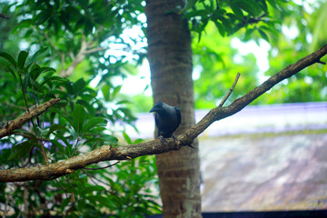 Kerala crow full hd images
