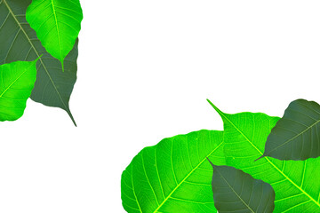 Bodhi leaves that are beautiful and fresh with a clean white background.