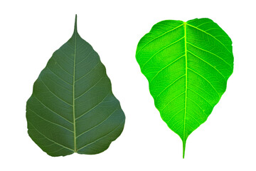 Obraz premium Bodhi leaves that are beautiful and fresh with a clean white background.