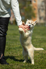 White and orange color Siberian Husky dog playing with woman fingers while standing on back legs