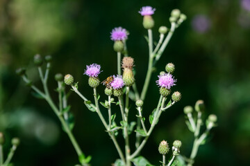 Obraz premium Delicate pink and purple flowers of Carduus nutans plant, commonly known as musk or nodding plumeless thistle, in a garden in a sunny summer day, national flower and symbol of Scotland, United Kingdom