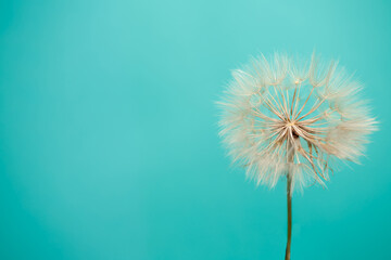 Beautiful dandelion seeds of dandelion flower on blue background