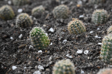 Cactus, which many people like to raise