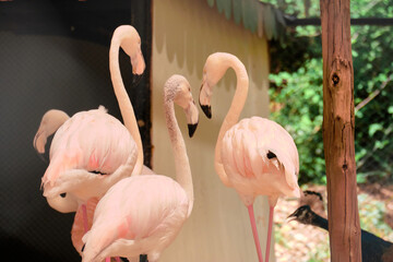 Pink flamingos in the zoo enclosure aviary