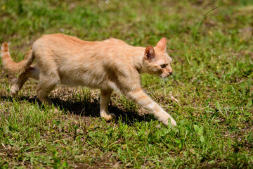 One yellow orange stray cat on a garden alley with green grass as blurred background.
