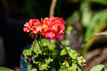 Group of vivid red Pelargonium flowers (commonly known as geraniums, pelargoniums or storksbills) and fresh green leaves in a pot in a garden in a sunny spring day, multicolor natural texture.