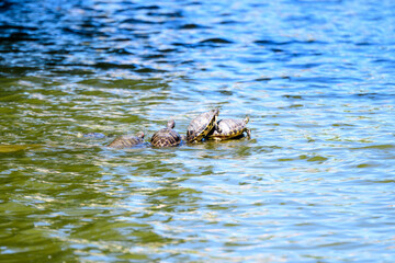 Turtles laying in the sun heat on a wooden piece by a lake in a sunny summer day.
