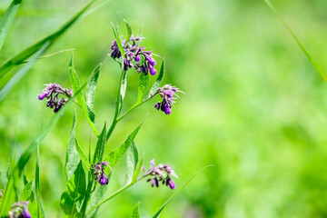 Small blue flowers of Symphytum officinale, commonly known as Quaker comfrey, cultivated comfrey, boneset, knitbone, consound or slippery-root, surrounded by green grass in a sunny spring garden.