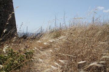Fototapeta premium dry grass on a beach