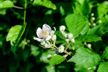 Many delicate small white flowers on large blackberry bush in direct sunlight, in a garden in a sunny summer day, beautiful outdoor floral background photographed with soft focus.