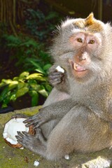 Fototapeta premium monkey eat coconut