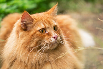Naklejka na ściany i meble Beautiful fluffy red orange cat with insight attentive smart look portrait close up