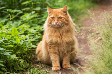 Naklejka na ściany i meble Beautiful fluffy red orange cat with insight attentive look sit in green grass outdoors in garden in nature