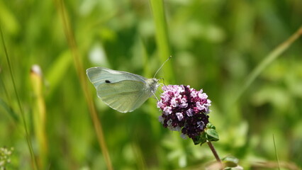 Schmetterling auf  einer Blüte © Christian
