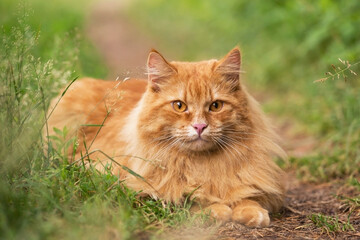 Naklejka na ściany i meble Beautiful fluffy red orange cat with insight attentive smart look lie in green grass outdoors in garden in nature 