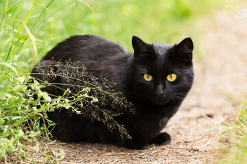 Naklejka na ściany i meble Beautiful Bombay black cat portrait with yellow eyes and attentive smart look lie outdoors in green grass in nature