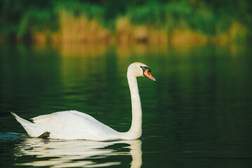 A white swan swimming on a lake with dark green water with reflection in the water.
