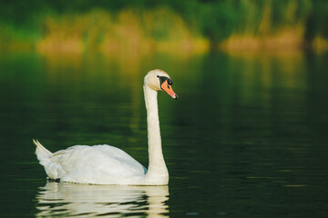 A white swan swimming on a lake with dark green water with reflection in the water.