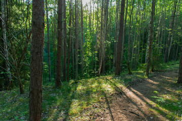 footpath in the forest touched by the last rays of sun of this day