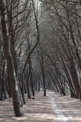 road in winter