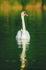 A white swan swimming on a lake with dark green water with reflection in the water.
