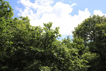 Real amazing beautiful blue sky above a forest edge.