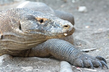Fototapeta premium Komodo Dragon 3