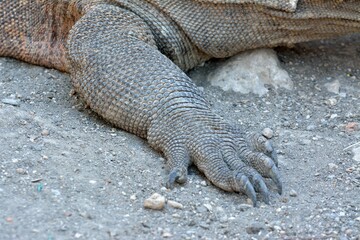 Komodo Dragon 2