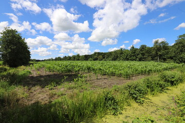Fototapeta na wymiar Beautiful blue cloudy sky above a cornfield with young plants, enclosed by a forest edge. Photo was taken on a sunny summer day.