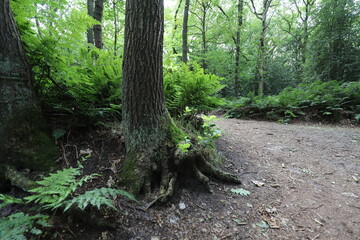 Summer forest crossing with fresh green tree ferns.
