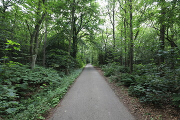 Obraz premium Beautifully maintained walkway through a forest with fresh green leaves on the trees. Photo was taken on a sunny day in July.