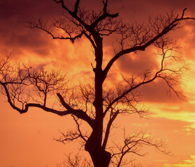 A leafless tree in the evening time
