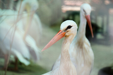 storks in the aviary close up selective focus