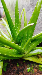 aloe vera plant