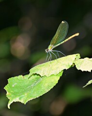 dragonfly