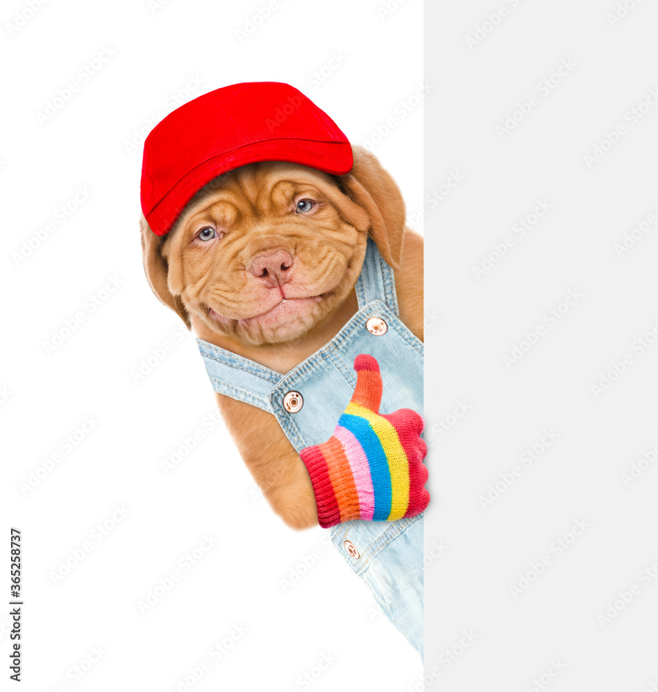Poster smiling puppy farmer wearing red cap and denim overalls shows thumbs up gesture and looks from behin