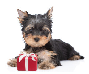 Yorkshire terrier puppy lies with gift box. Isolated on white background
