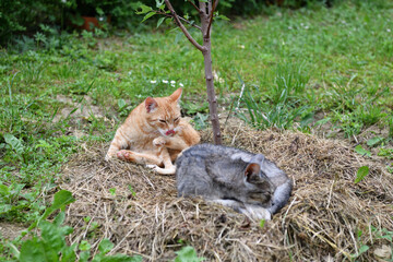 A domestic red cat cleans the fur of a gray cat lying on the grass with its tongue