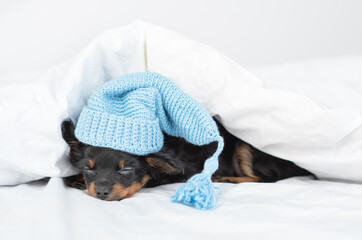 Toy terrier puppy wearing warm blue hat sleeps under white blanket on a bed at home