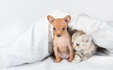 Toy terrier puppy and scottish kitten sit together under warm blanket on a bed at home. Empty space for text
