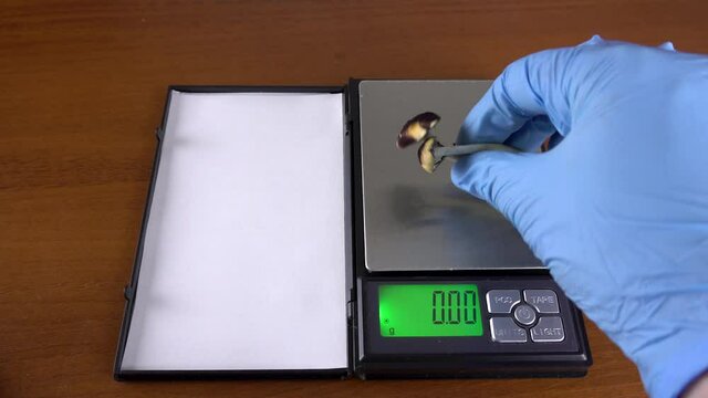 Psilocybe cubensis is a hallucinogenic mushroom. Weighing mushrooms. The sacred mushroom of the Mazatec tribe. Magic cult.