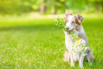 Border collie dog holds a bouquet of daisies in its mouth and sits on green summer grass. Empty space for text