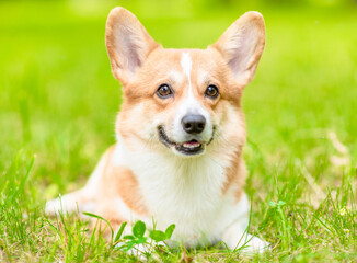 Smiling pembroke welsh corgi puppy lies on green summer grass