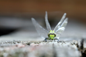 dragonfly