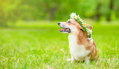 Pembroke welsh corgi puppy wearing wreath of daisies sits on green summer grass and looks away on empty space. Empty space for text