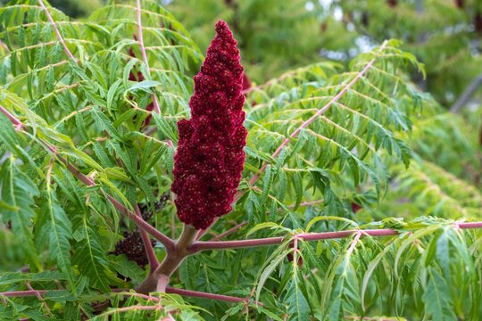Rhus typhina 'Dissecta' Farnwedel-Sumach Fruchtstand